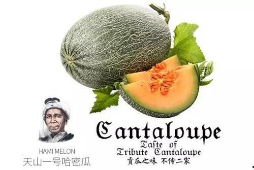 瓜家人在洛杉矶娱乐吃瓜号,瓜家人吃瓜大揭秘