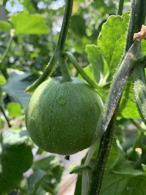 娱乐圈吃瓜湖南,瓜田李下，揭秘明星幕后故事