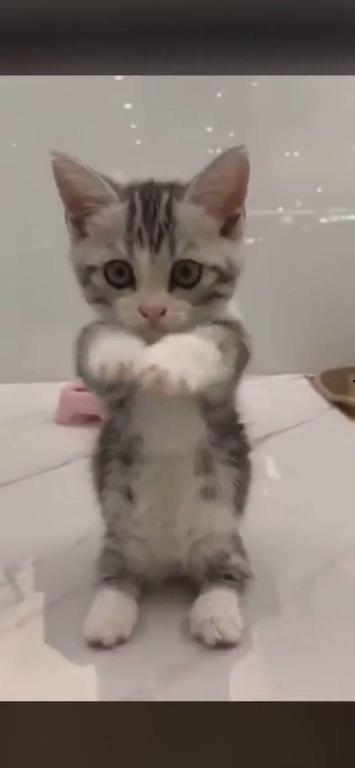 娱乐吃瓜酱布丁是只喵