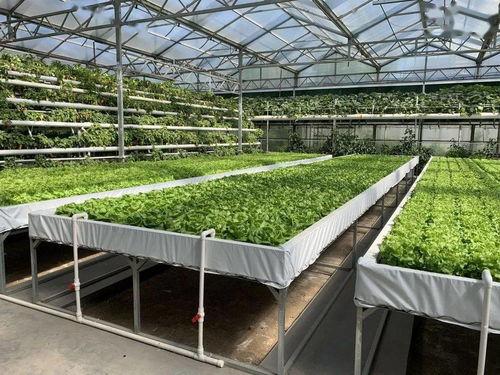 中国人的浪漫娱乐吃瓜酱,吃瓜酱里的中国风情