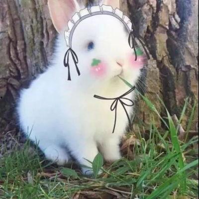 搞笑沙雕吃瓜娱乐图片,搞笑图片带你笑出腹肌